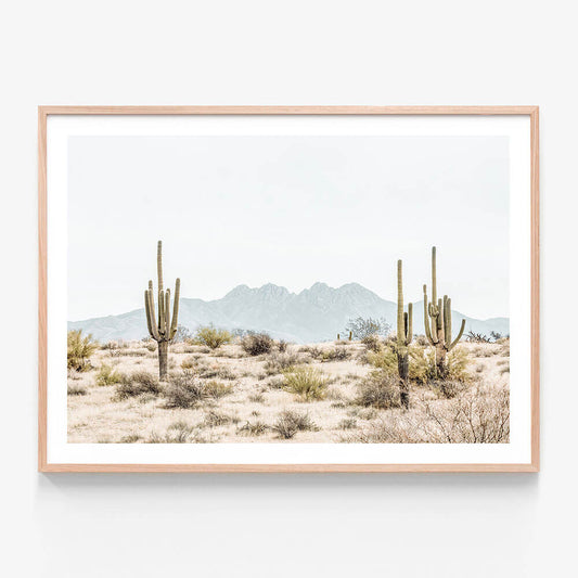 Four Peaks Saguaros