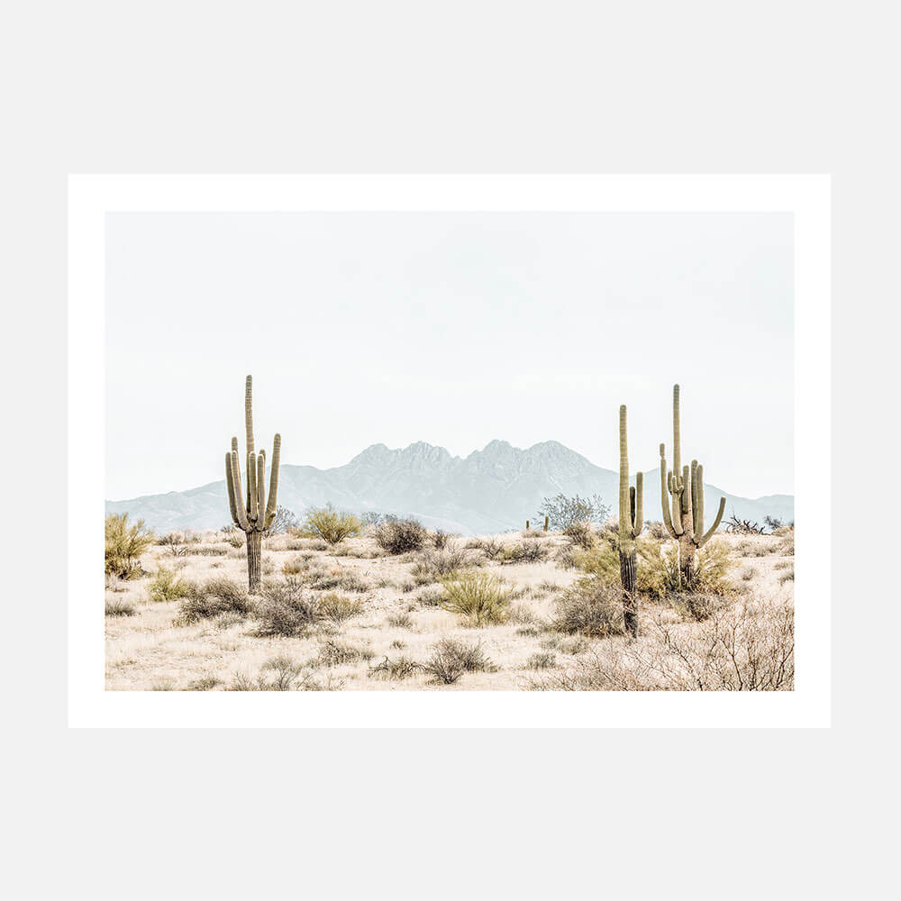 Four Peaks Saguaros
