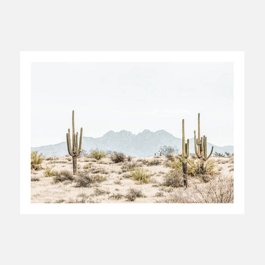 Four Peaks Saguaros