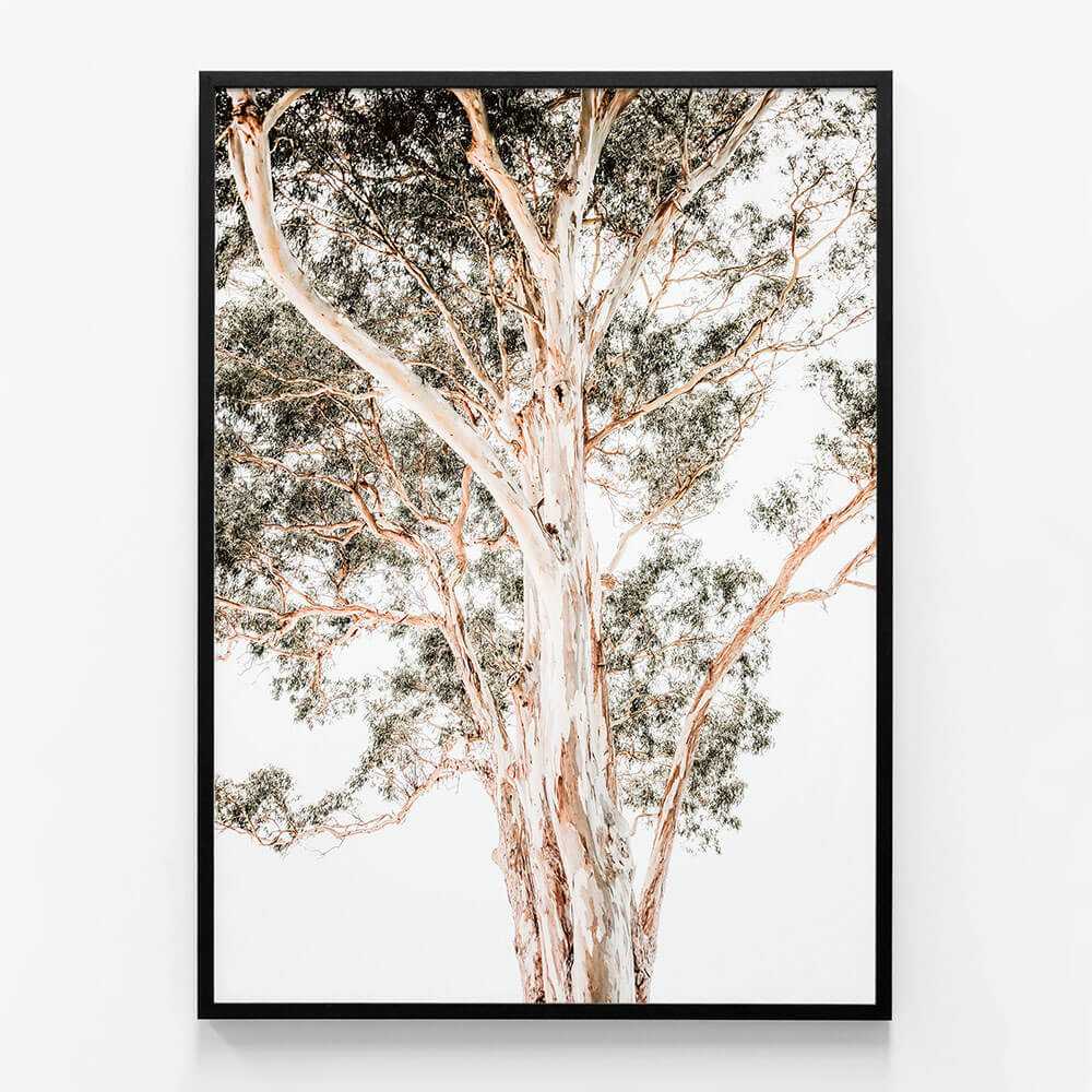 Grand Eucalyptus