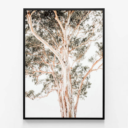 Grand Eucalyptus
