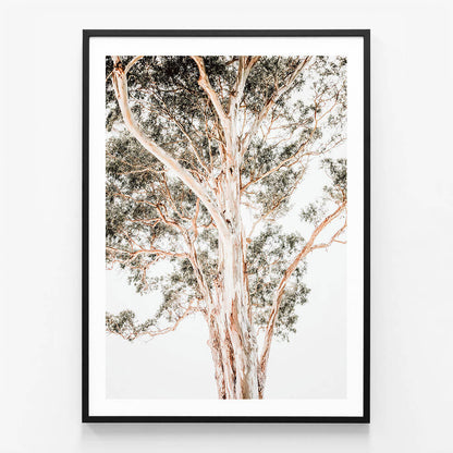 Grand Eucalyptus