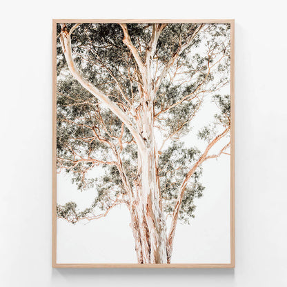 Grand Eucalyptus