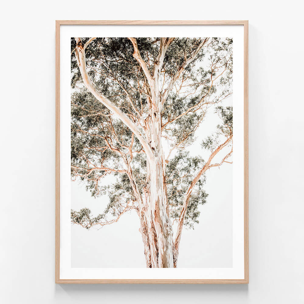 A framed wall art print of a large Eucalyptus tree.