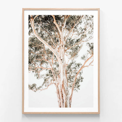 A framed wall art print of a large Eucalyptus tree.