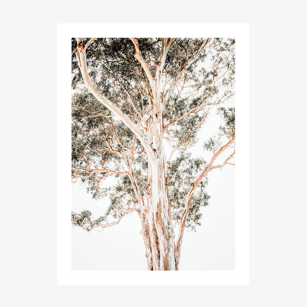 A wall art poster print of a large Eucalyptus tree.