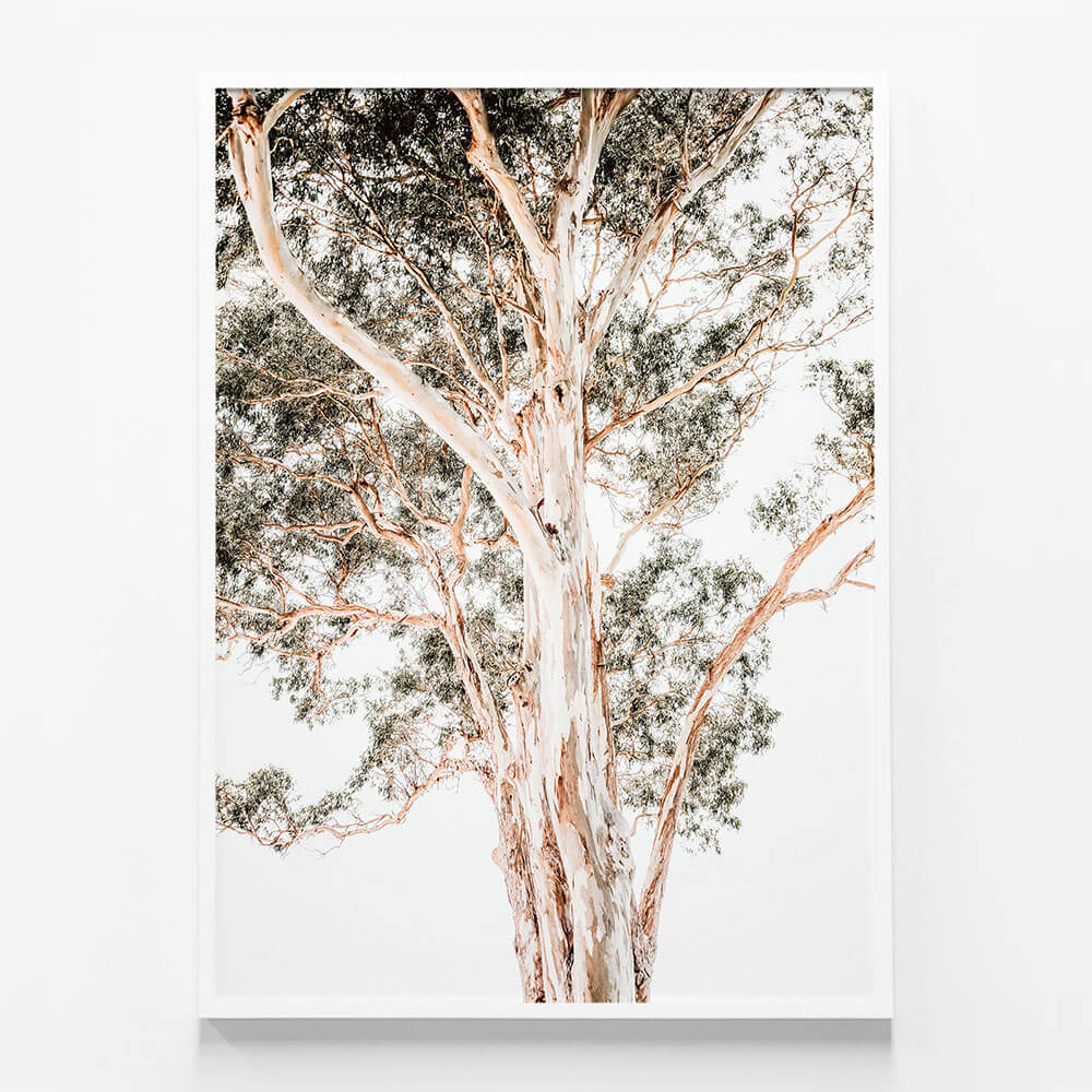 Grand Eucalyptus
