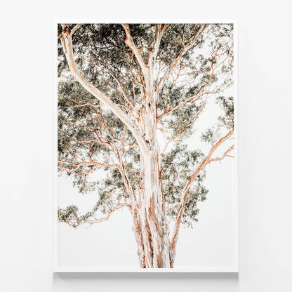 Grand Eucalyptus