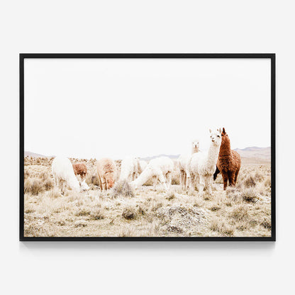 Grazing Llamas
