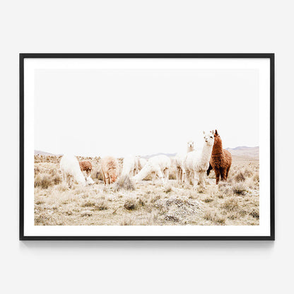 Grazing Llamas