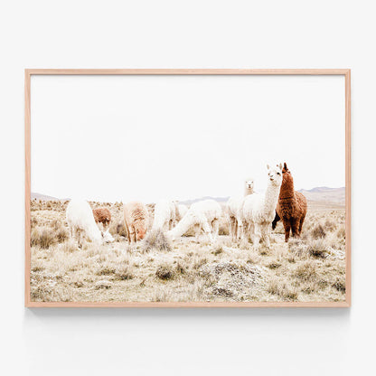Grazing Llamas