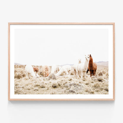 Grazing Llamas
