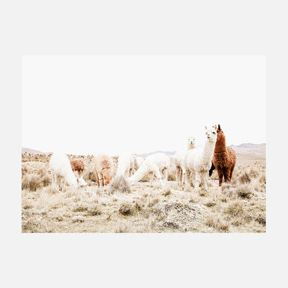 Grazing Llamas