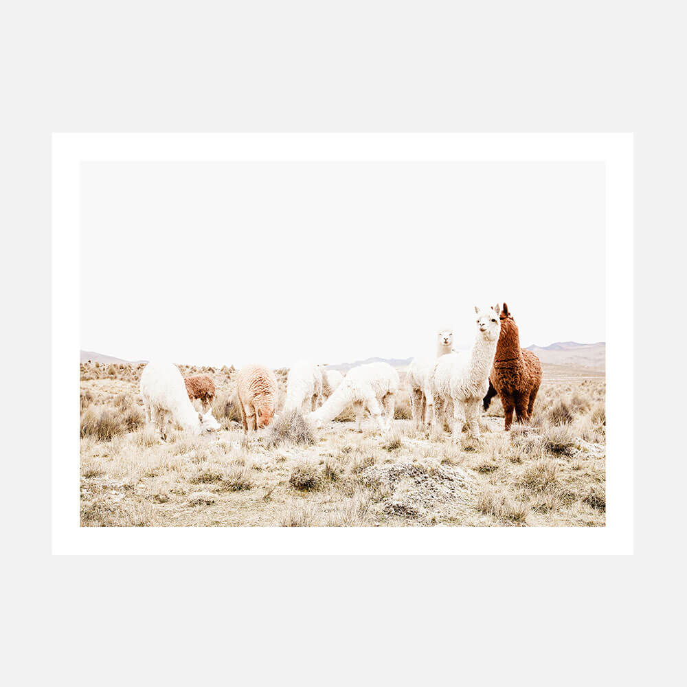 Grazing Llamas