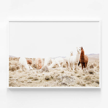 Grazing Llamas