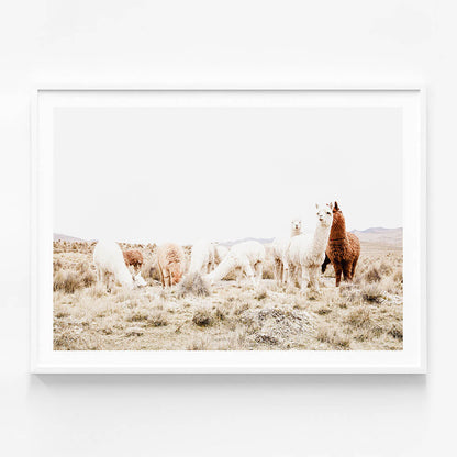 Grazing Llamas