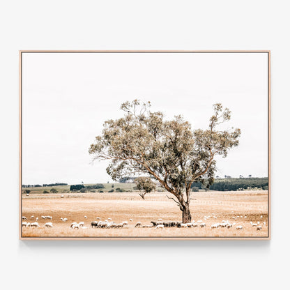 Grazing Sheep in the Australian countryside photo canvas wall art print with oak float frame