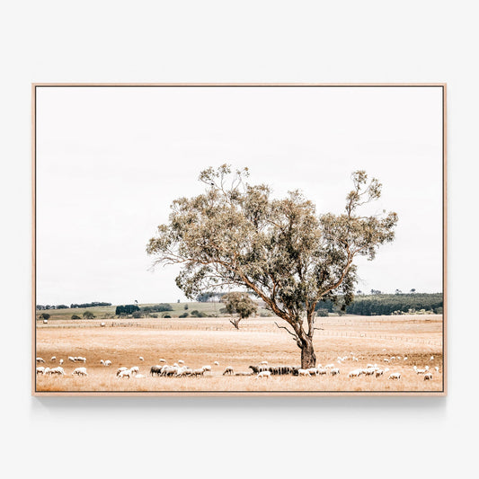 Grazing Sheep in the Australian countryside photo canvas wall art print with oak float frame