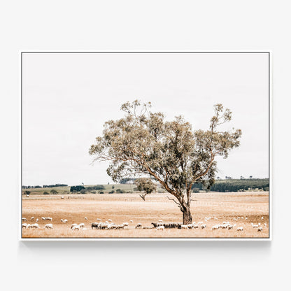 Grazing Sheep Canvas