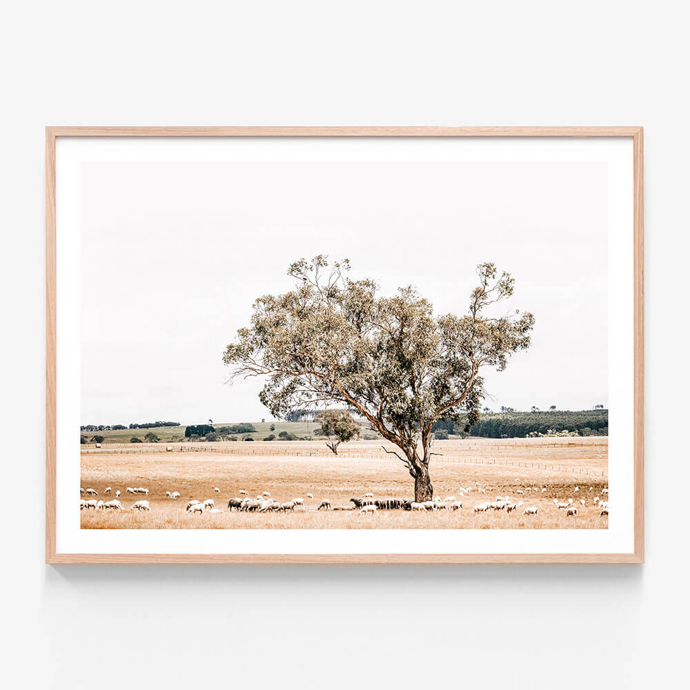 Grazing Sheep wall art print in oak frame