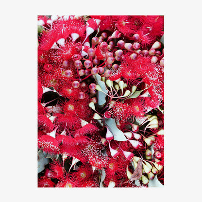Gum Flowers