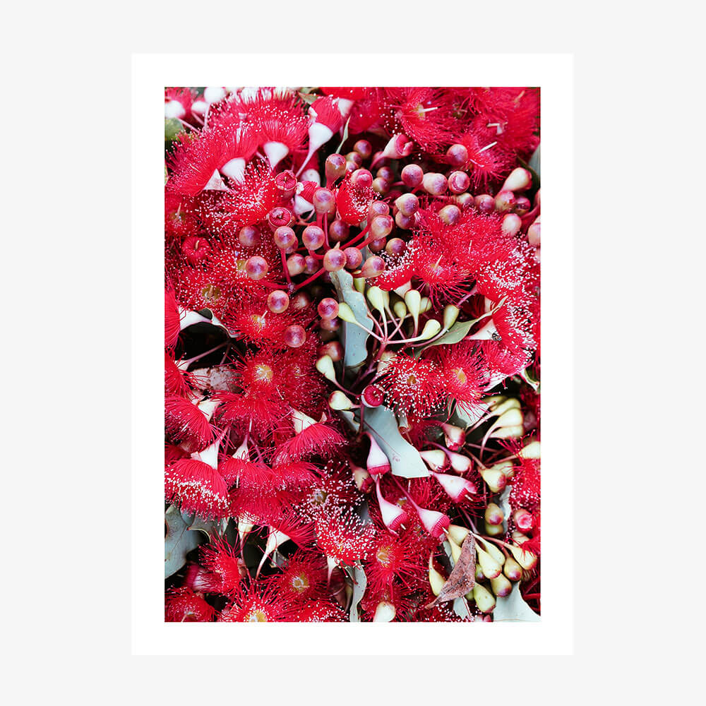 Gum Flowers