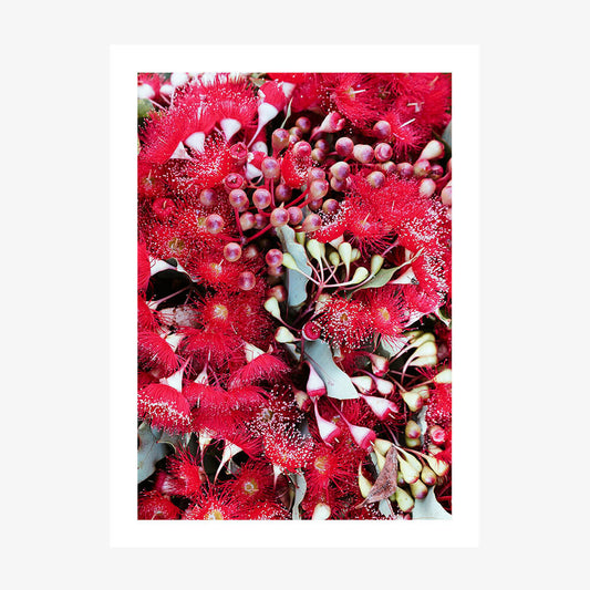 Gum Flowers