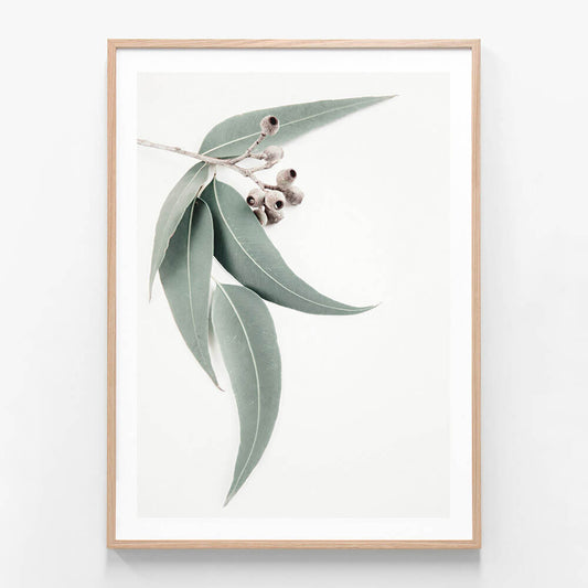 A framed art print featuring a single eucalyptus leaf with a gum nut, isolated on a white background.