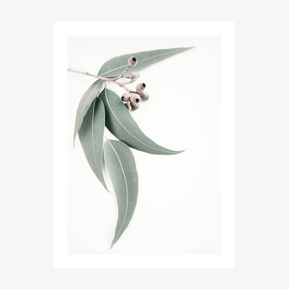 A poster print featuring a single eucalyptus leaf with a gum nut, isolated on a white background.
