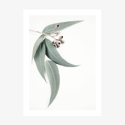 A poster print featuring a single eucalyptus leaf with a gum nut, isolated on a white background.