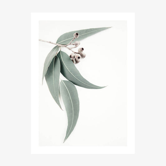 A poster print featuring a single eucalyptus leaf with a gum nut, isolated on a white background.
