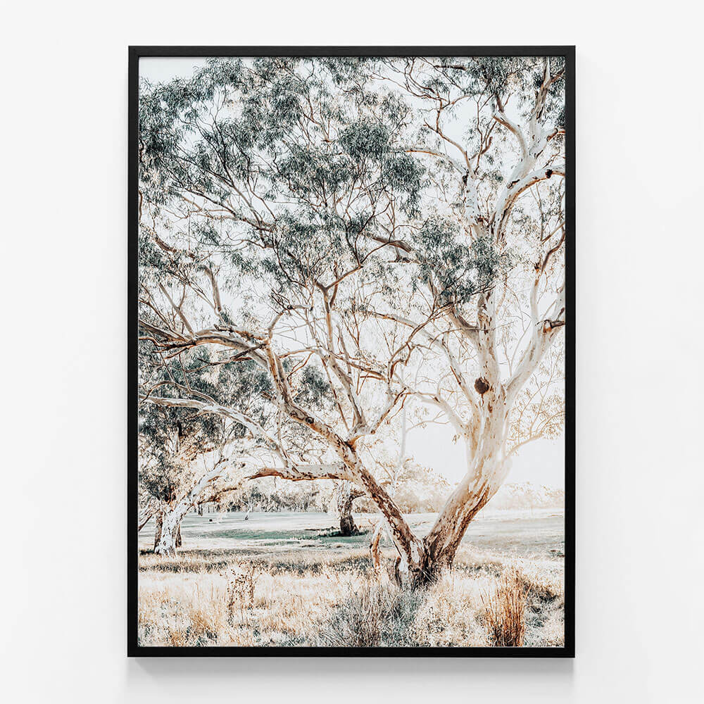Gum Trees