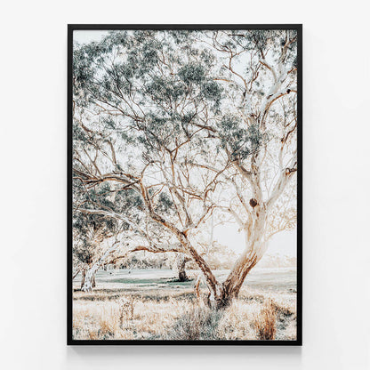 Gum Trees