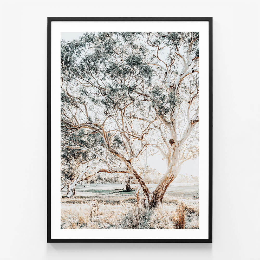 Gum Trees