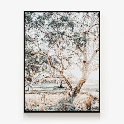 Gum Trees Canvas