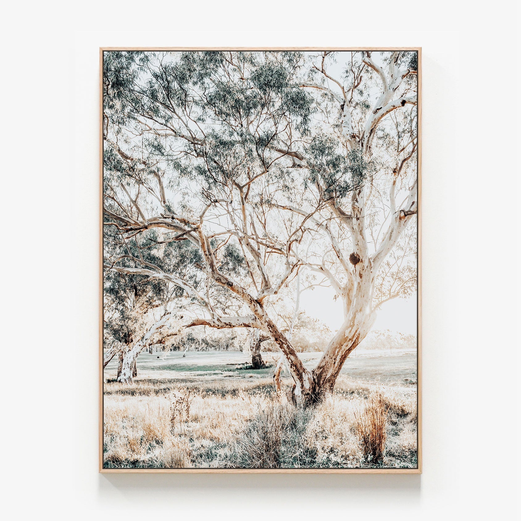 Gum Trees Canvas wall art with oak float frame
