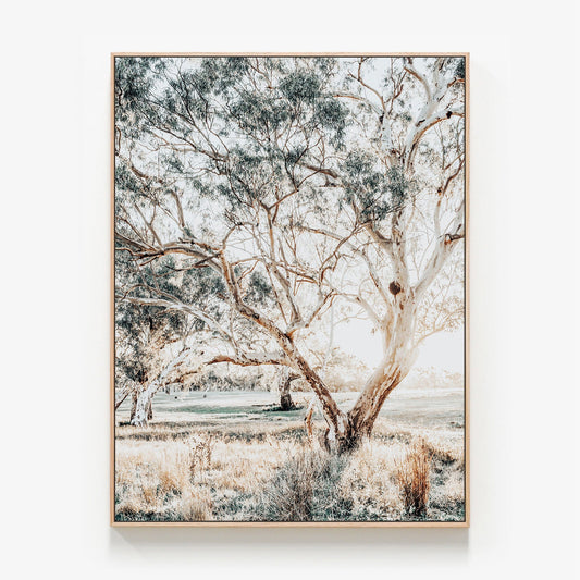 Gum Trees Canvas wall art with oak float frame