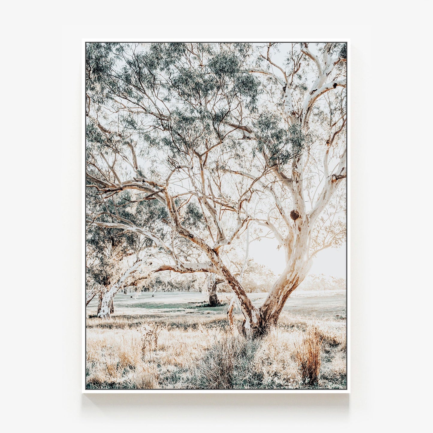 Gum Trees Canvas