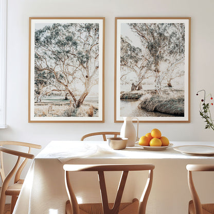 Gum Trees