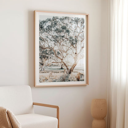 Gum Trees