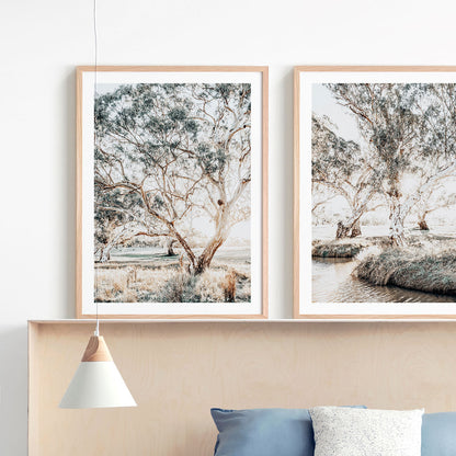 Gum Trees