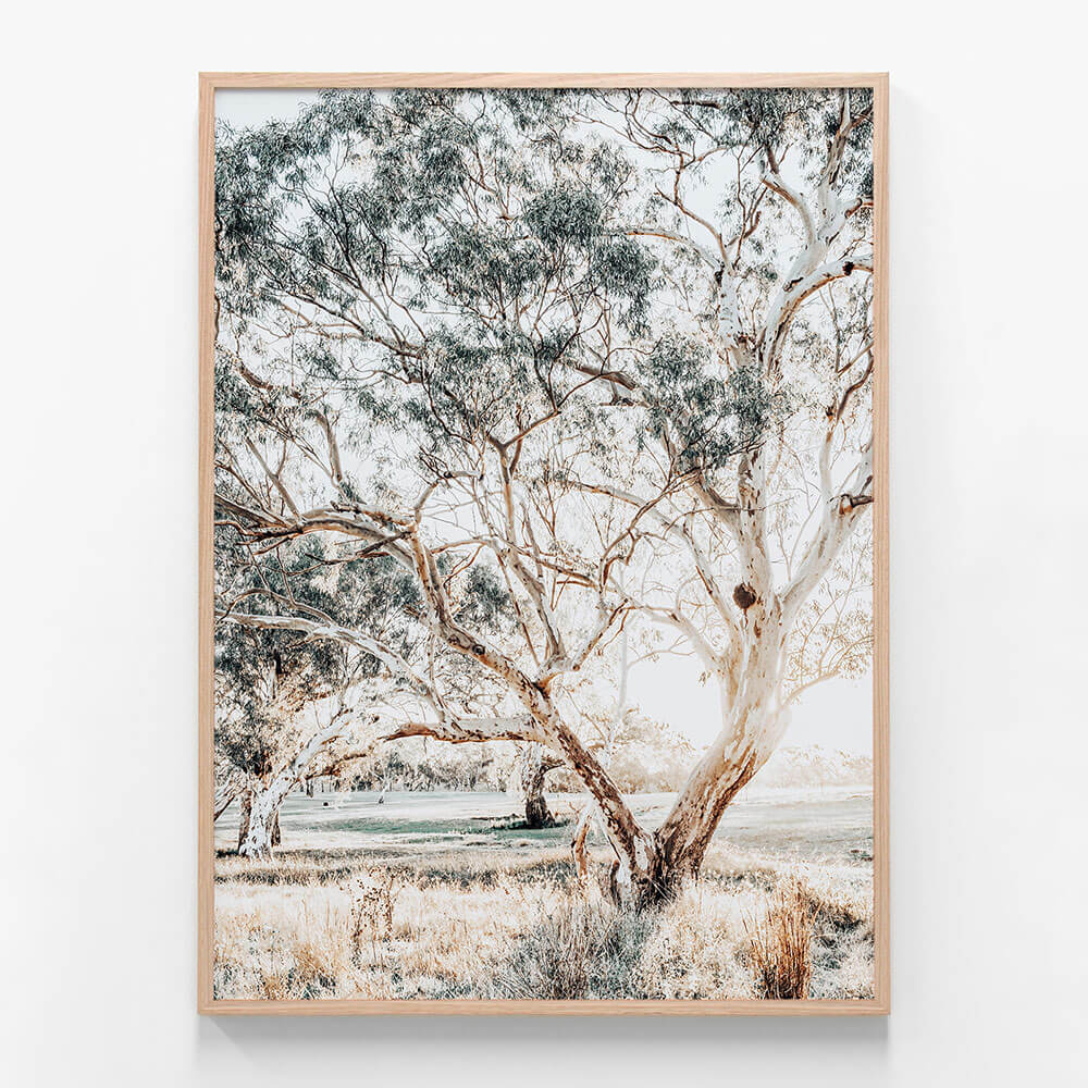 Gum Trees
