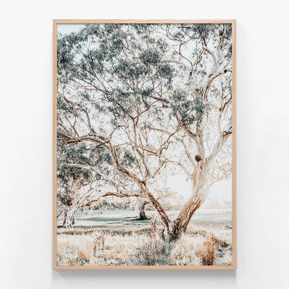 Gum Trees