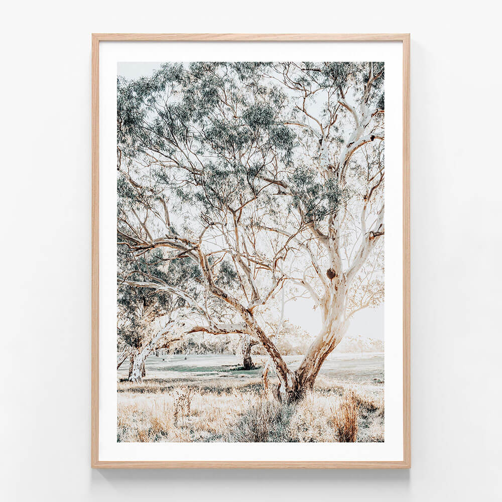 Gum Trees wall art print in oak frame