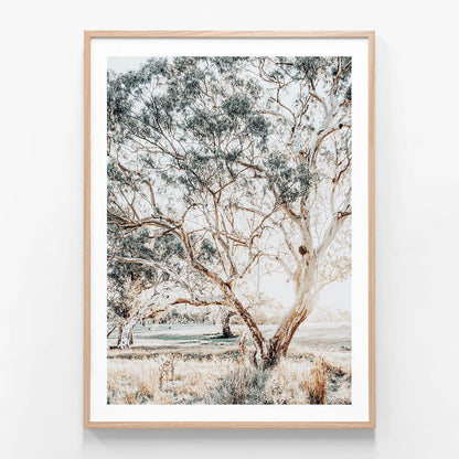 Gum Trees wall art print in oak frame