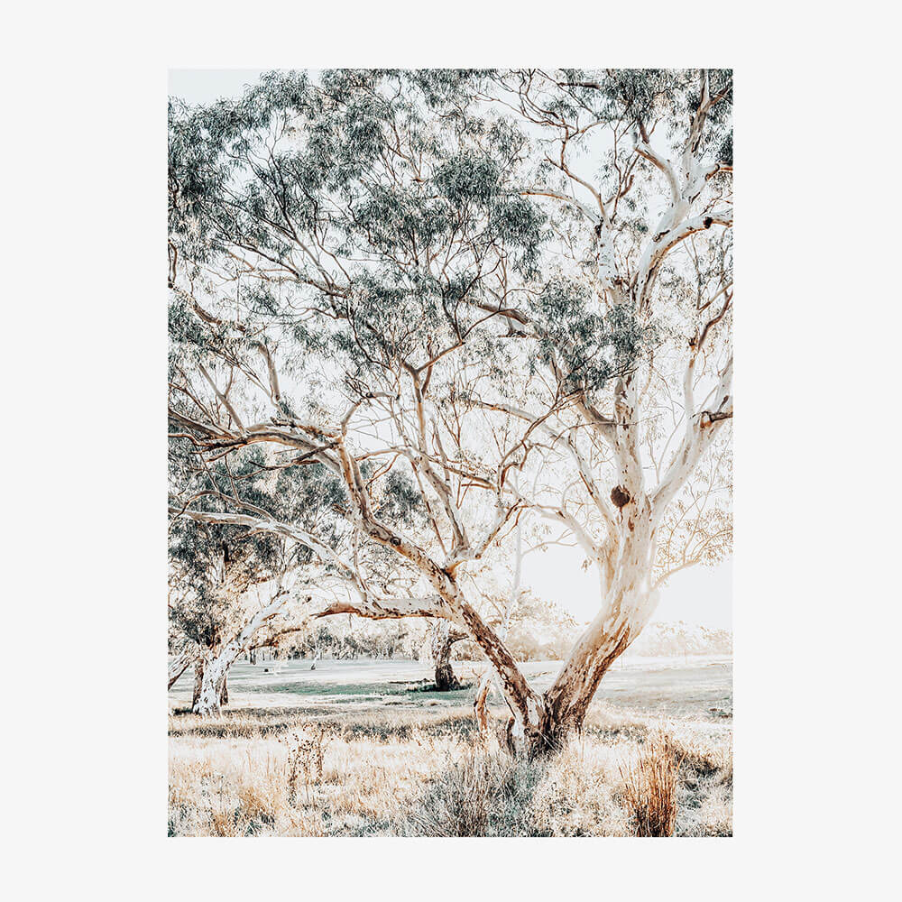 Gum Trees