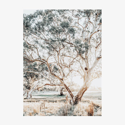 Gum Trees
