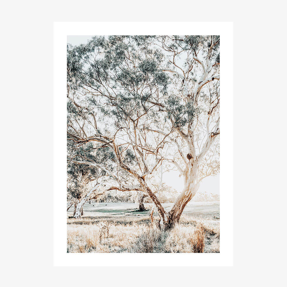 Gum Trees wall art print