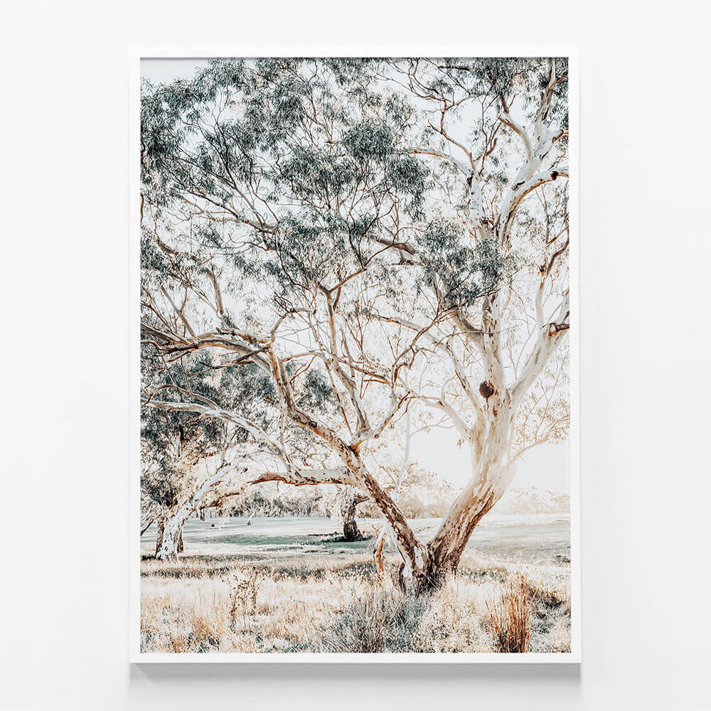 Gum Trees