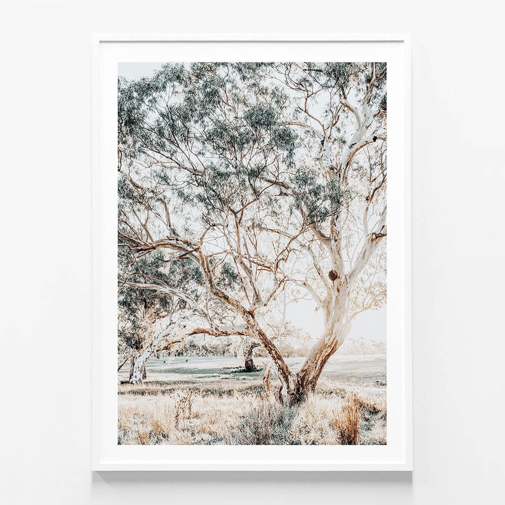 Gum Trees